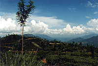 Landschaft bei Nuwara Eliya