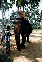 Der Hotelelefant, zweimal pro Woche kamen Gärtner mit diesem Tier um den Garten sauber zu halten