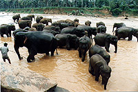 Pinawela, Waisenelefanten beim baden